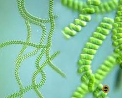 Giáo sư Nguyễn Lân Dũng nghiên cứu về tảo xoắn Spirulina